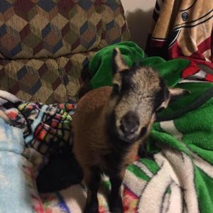 Meet your Posher, Petelyn